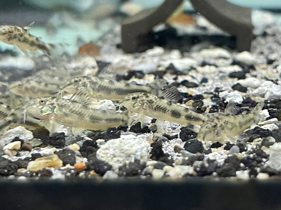* Corydoras * Aspidoras spilotus 2-3cm