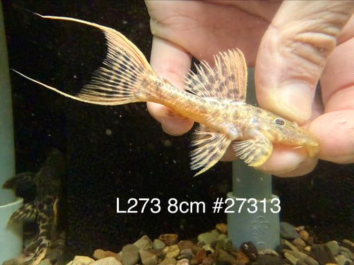 * Pleco * L273 Titanic Pleco 8cm #27313 (Actual piece)