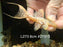 * Pleco * L273 Titanic Pleco 8cm #27313 (Actual piece)