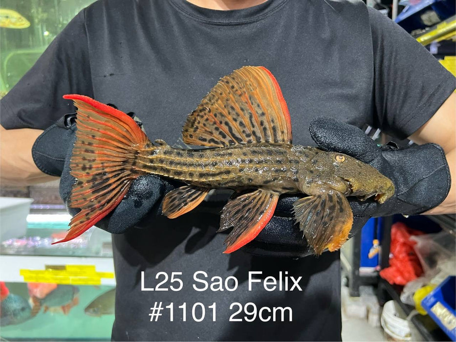 * Pleco *  L25 “Sao Felix ” #1101 29cm (Actual piece)