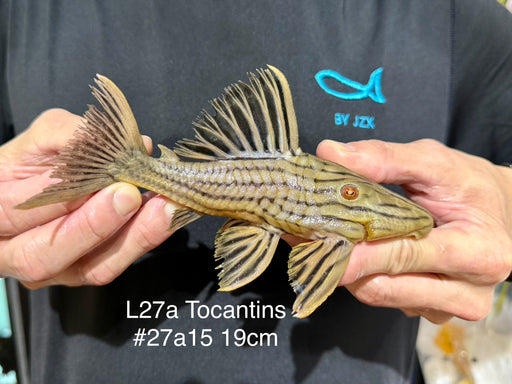 * Pleco *  Panaque armbrusteri (L27a Tocantins) 19cm #27a15 (Actual piece)