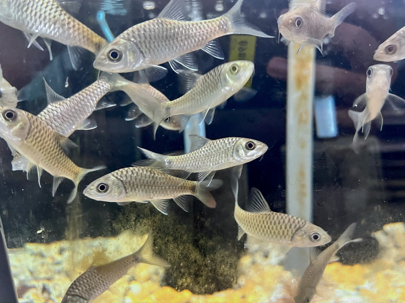 * Other Species * Tor tambroides (Blue Mahseer) 6-8cm