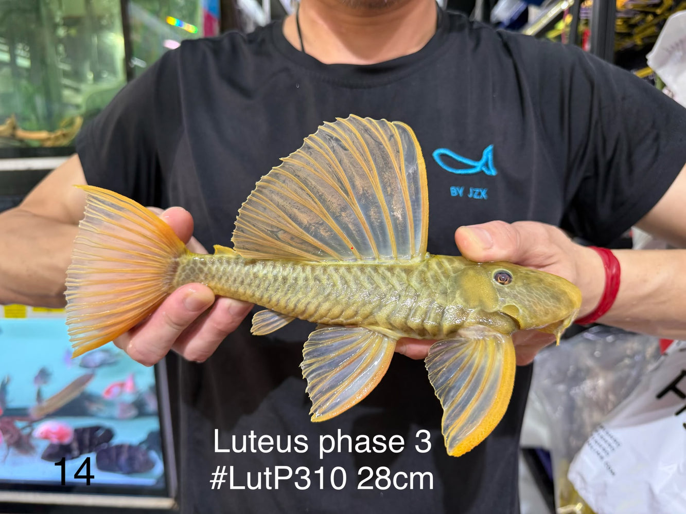* Pleco *  Hypostomus Luteus phase 3 28cm #LUTP310 (Actual Piece)