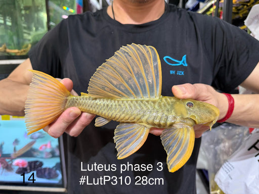 * Pleco *  Hypostomus Luteus phase 3 28cm #LUTP310 (Actual Piece)