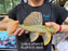 * Pleco *  Hypostomus Luteus phase 3 28cm #LUTP310 (Actual Piece)