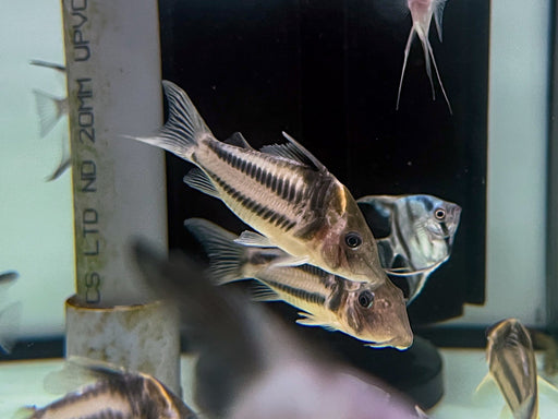 * Corydoras *  Brochis bifasciata 5-6cm