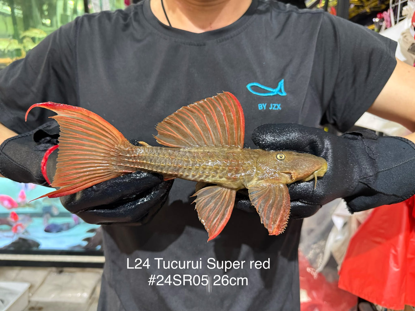 * Pleco *  Pseudacanthicus pitanga L24 Tucurui Super Red #24SR05 26cm (Actual piece)