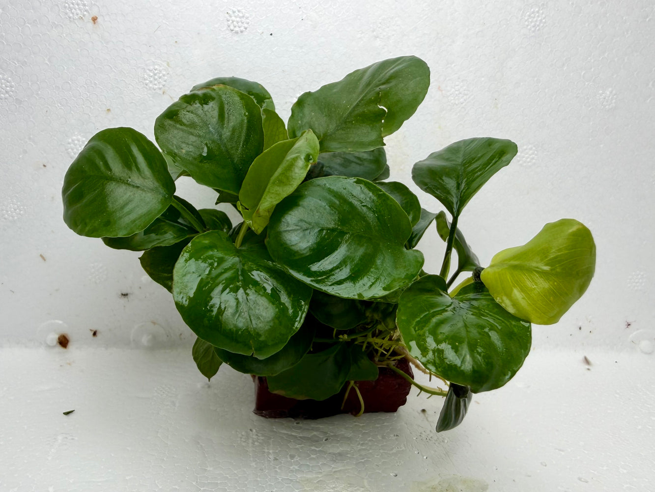 * Plants * Anubias Coin on Rock #42