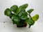 * Plants * Anubias Coin on Rock #42