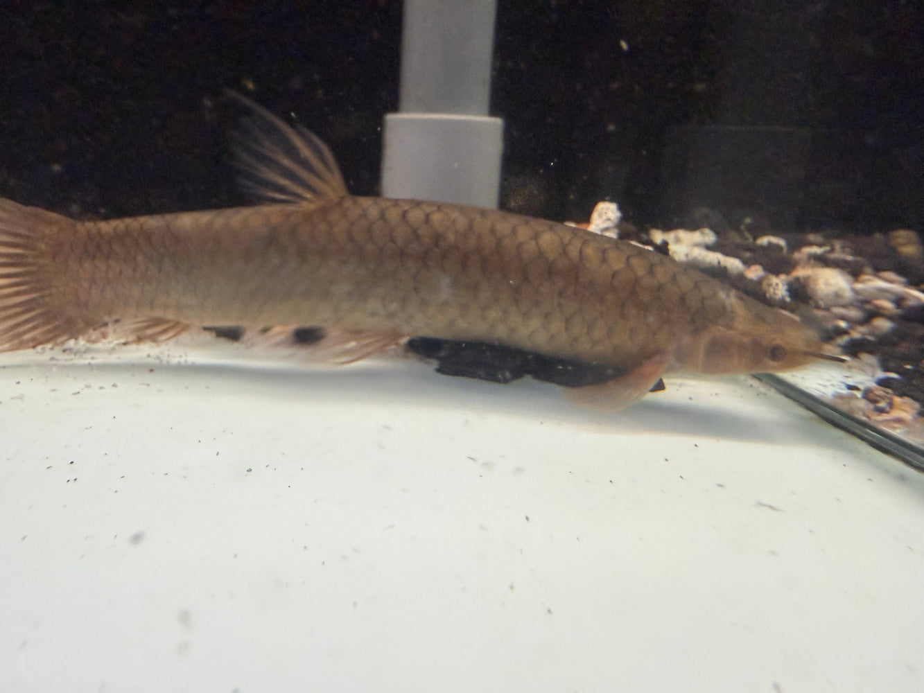 * Other Species * Phractolaemus Ansorgii (Hingemouth) 10-12cm