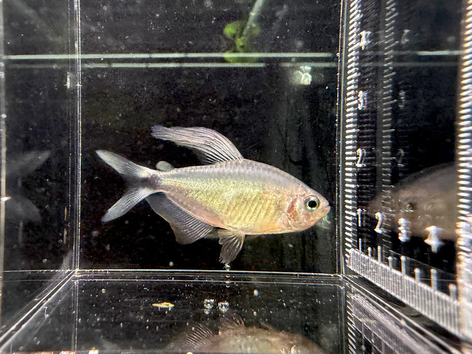 * Tetra * Hyphessobrycon Procyon (Raccoon Tetra)