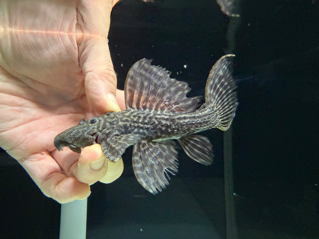 * Pleco * Pseudacanthicus sp. L185（12-14cm)