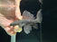 * Pleco * Pseudacanthicus sp. L185（12-14cm)