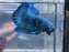 * Betta * Avatar HMPK (Actual Fish) #PK11