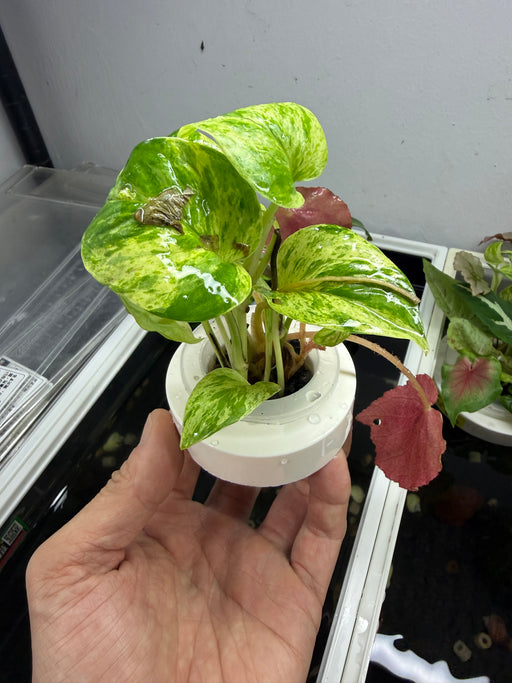 * Plants* Plant Floater & Plants #07