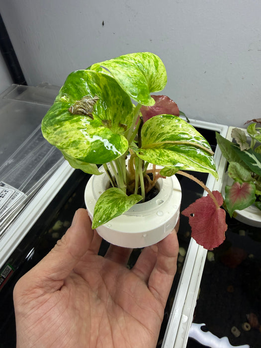 * Plants* Plant Floater & Plants #07