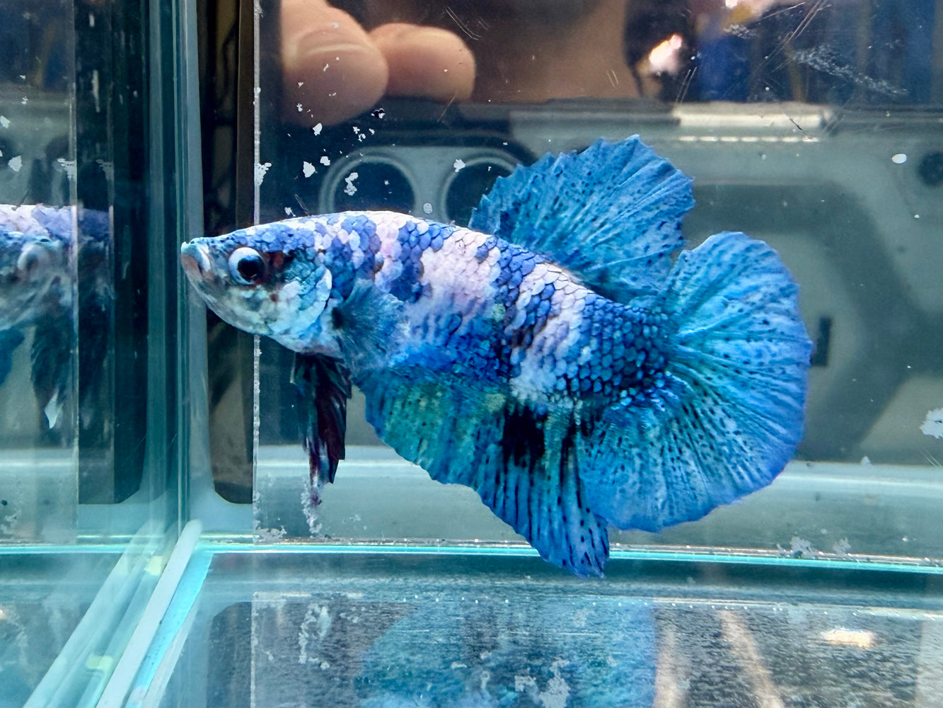 * Betta * HMPK (Actual Fish) #79