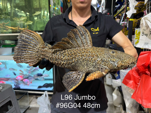 * Pleco *  Pseudacanthicus spinosus GIANT (L96 pleco) 48cm #96G04 (Actual piece)