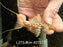 * Pleco * L273 Titanic Pleco 9cm #27317 (Actual piece)