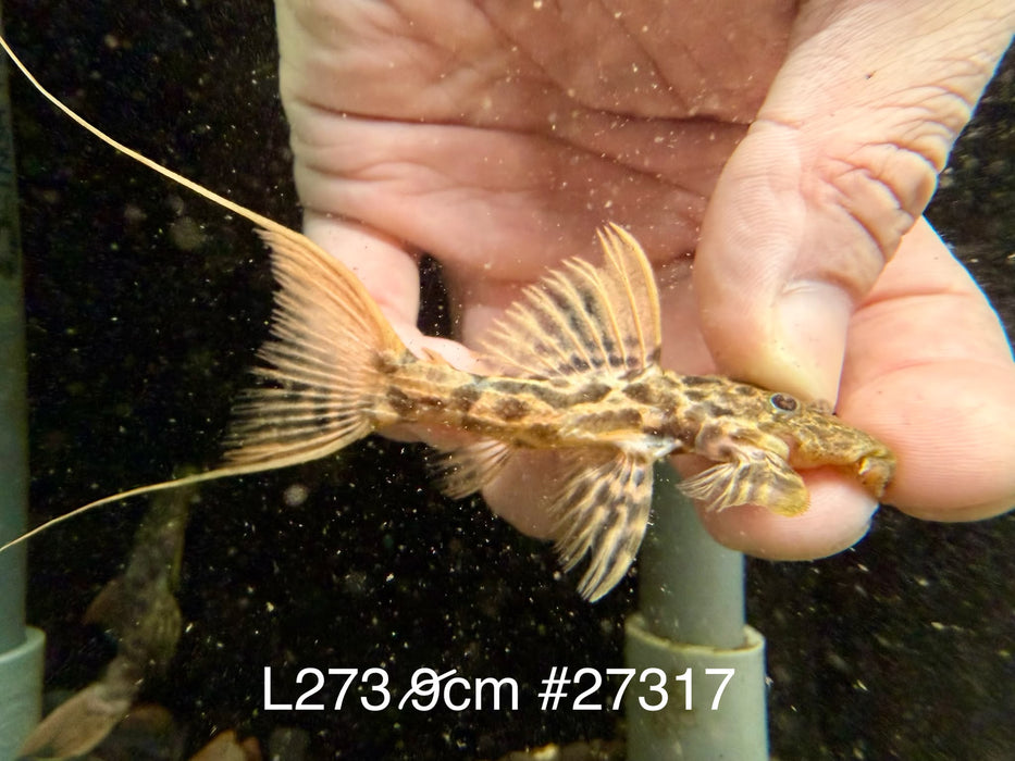 * Pleco * L273 Titanic Pleco 9cm #27317 (Actual piece)