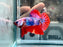 * Betta * HMPK (Actual Fish) #84