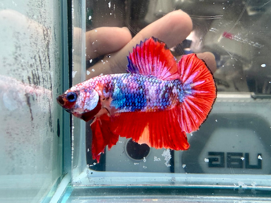* Betta * HMPK (Actual Fish) #84