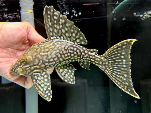 * Pleco * L330 (Watermelon Pleco) Full Spotted 24cm #33011
