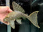 * Pleco * L330 (Watermelon Pleco) Full Spotted 24cm #33011