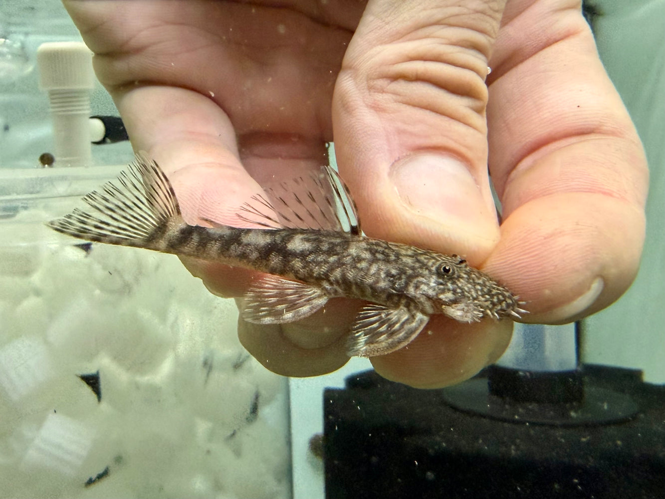 * Pleco *  Ancistrus Claro (LDA08) 4-6cm