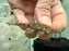 * Pleco *  Ancistrus Claro (LDA08) 4-6cm