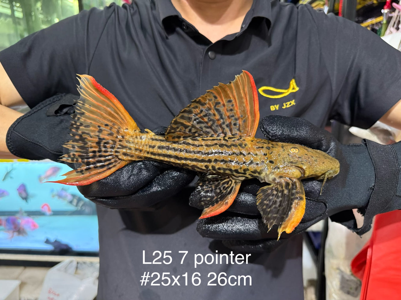 * Pleco * Pseudacanthicus Pirarara (L25 7 Pointer) 26cm #25X16 (Actual piece)