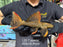 * Pleco * Pseudacanthicus Pirarara (L25 7 Pointer) 26cm #25X16 (Actual piece)