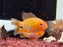 * Cichlids * Mikrogeophagus Ramirezi "Red Devil”