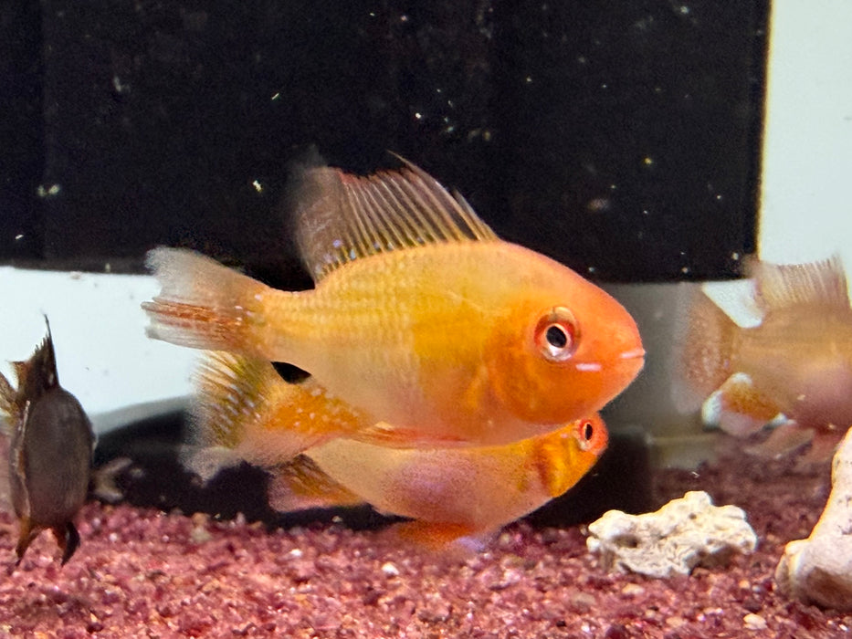 * Cichlids * Mikrogeophagus Ramirezi "Red Devil”