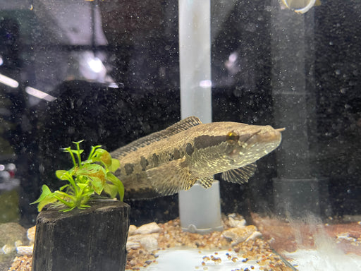 * Channa * Parachanna obscura 15-18cm