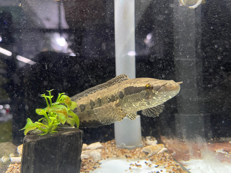 * Channa * Parachanna obscura 15-18cm