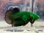 * Betta * HMPK (Actual Fish) #12