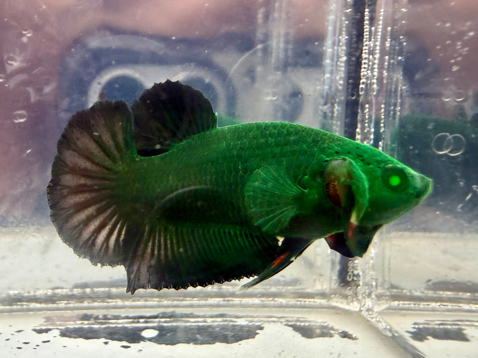 * Betta * HMPK (Actual Fish) #12