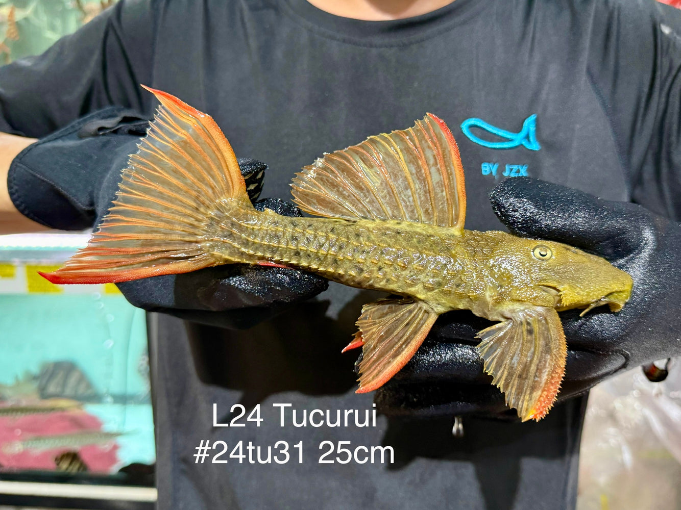 * Pleco *  Pseudacanthicus pitanga (L24 Tucurui) 25cm #24tu31 (Actual piece)