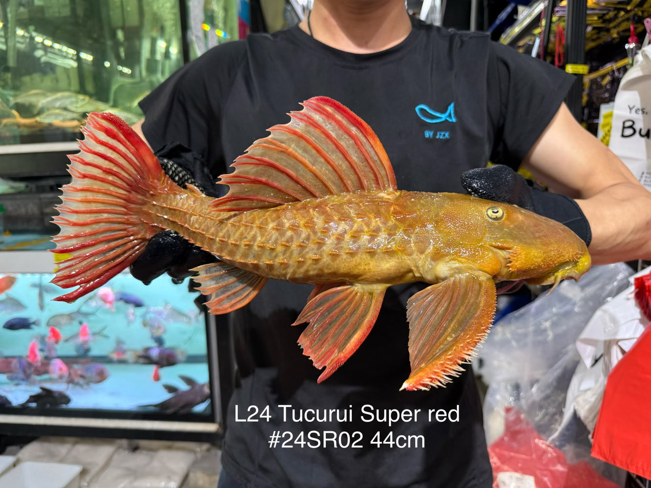 * Pleco *  Pseudacanthicus pitanga L24 Tucurui Super Red #24SR02 44cm (Actual piece)