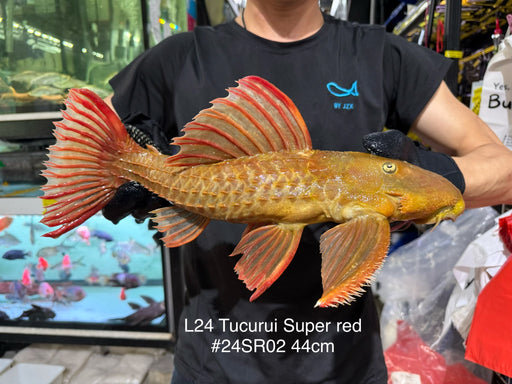 * Pleco *  Pseudacanthicus pitanga L24 Tucurui Super Red #24SR02 44cm (Actual piece)