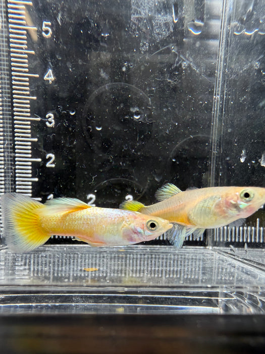 * Livebearers *  24K Gold Guppy