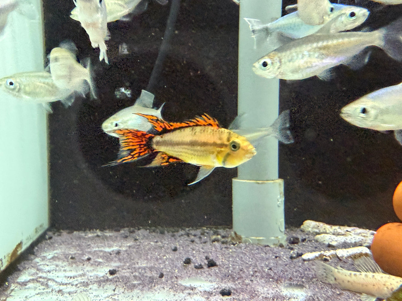 * Cichlids *  Apistogramma Cacatuoides Super Red (Caca) (Pair)