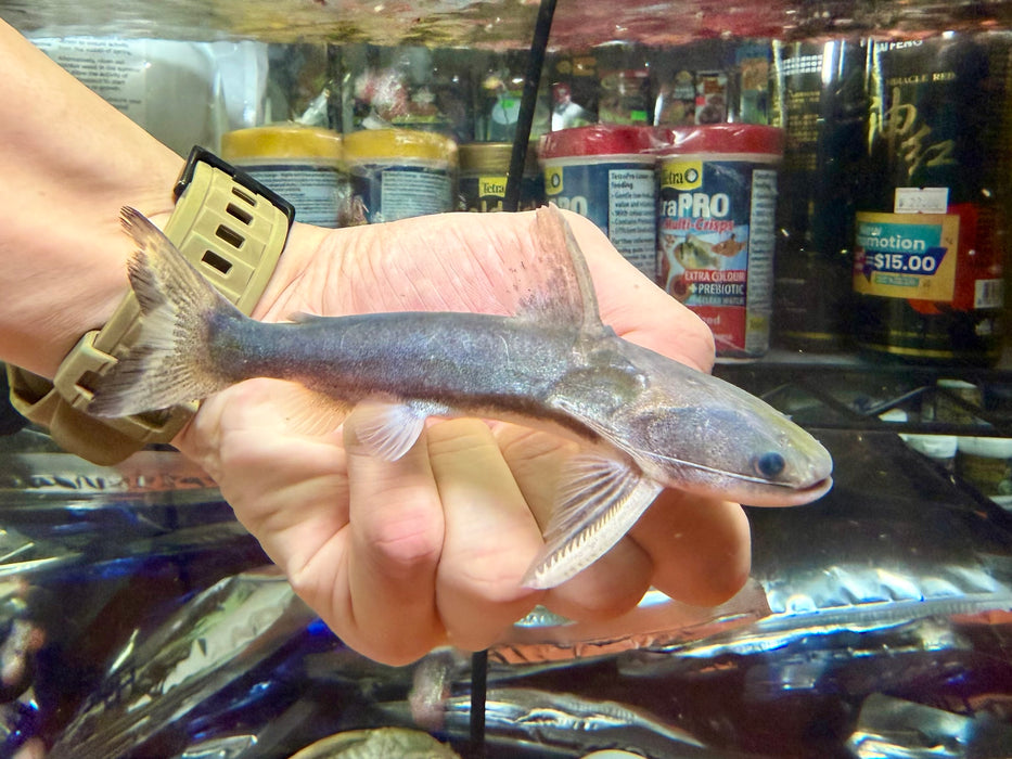 * Catfish * Tocantinsia piresi 14-16cm