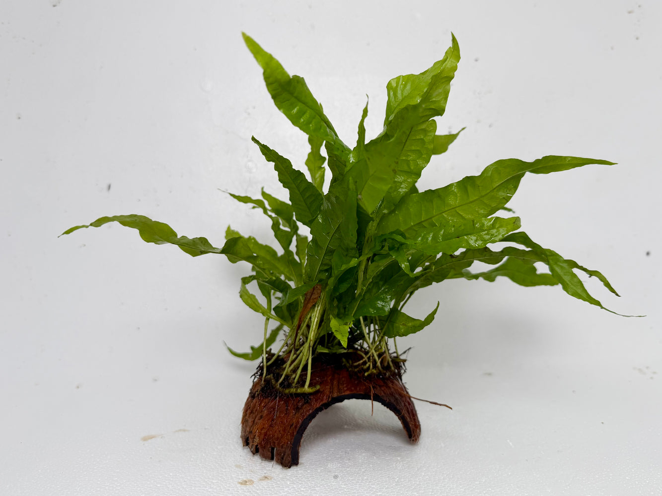 * Plants* Java Fern on Round coconut husk (cave) #JFRC10