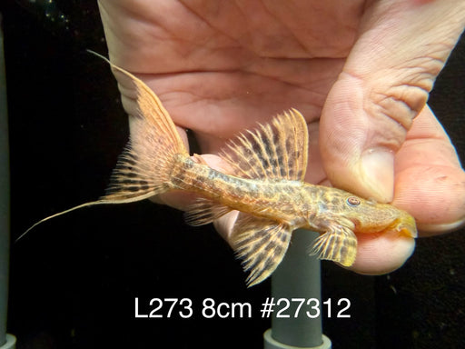 * Pleco * L273 Titanic Pleco 8cm #27312 (Actual piece)