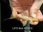 * Pleco * L273 Titanic Pleco 8cm #27312 (Actual piece)