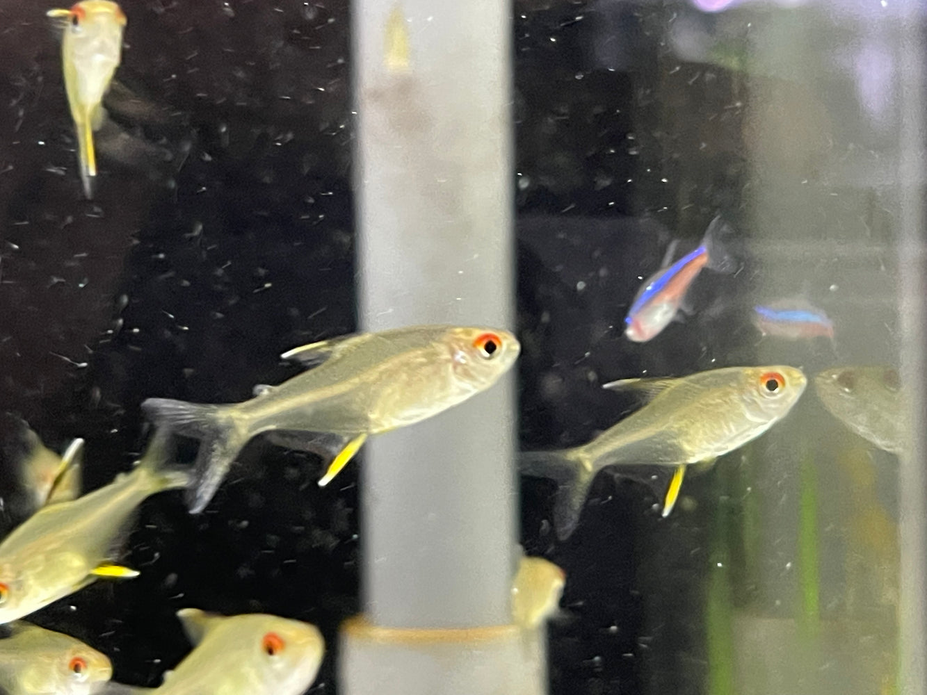 * Tetra * Lemon Tetra(10 pieces)