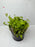 * Plants * Monte Carlo (Pot) (AA)