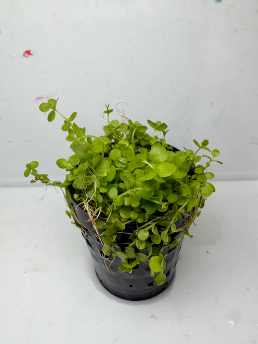 * Plants * Monte Carlo (Pot) (AA)